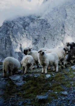 Ortovox "Fleece Hoody M" - Petrol Blue 8 Ortovox "Fleece Hoody M" - Petrol Blue -Günstiges Alpen Mode Geschäft 200630 W21 22 Swisswool SZ Ret