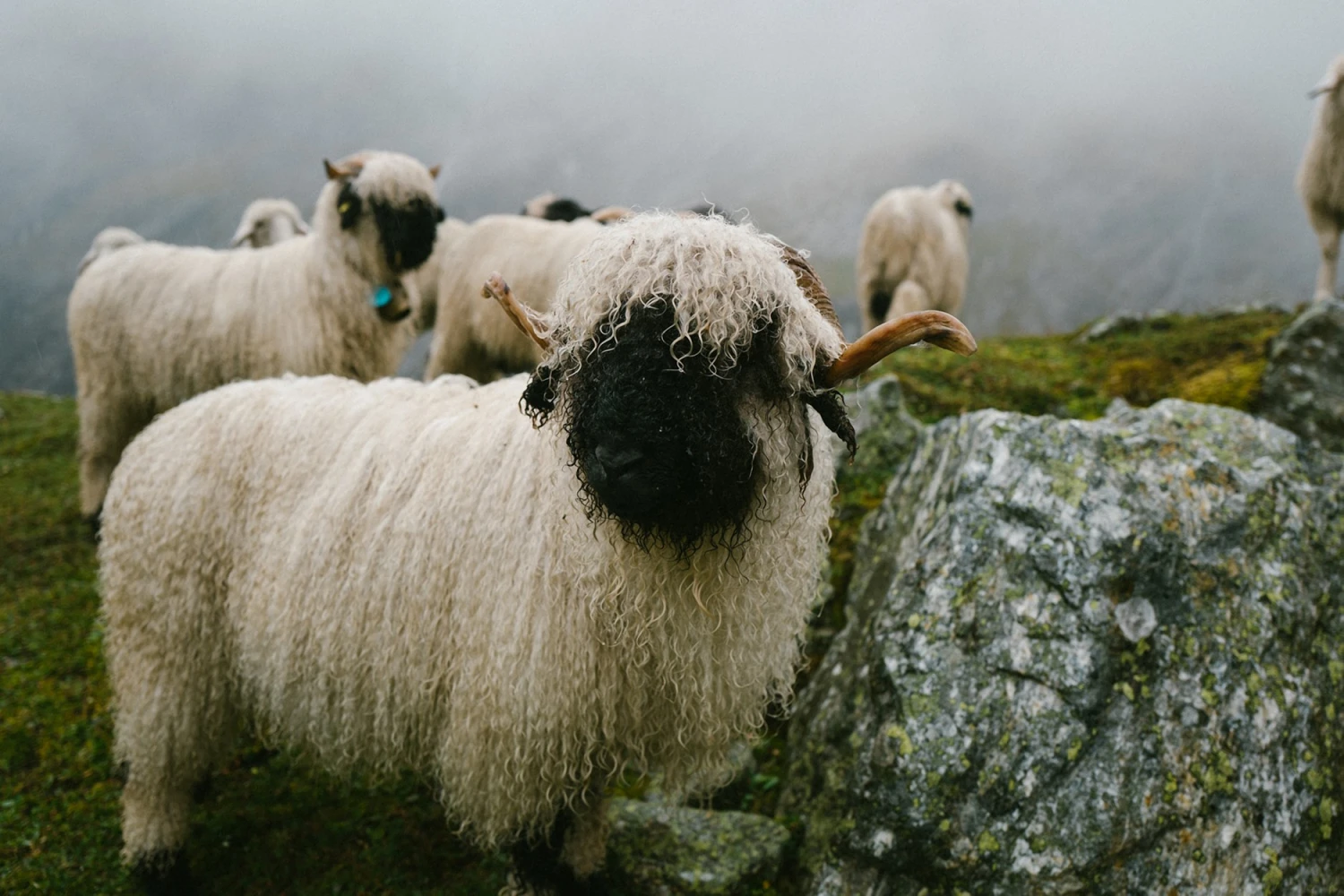 Ortovox "150 Cool Logo TS M" - Black Raven 8 Ortovox "150 Cool Logo TS M" - Black Raven – Bild 6